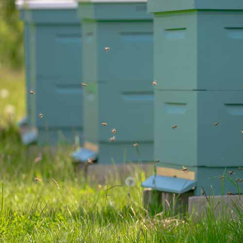 Die Bienen, unsere Honiglieferanten.